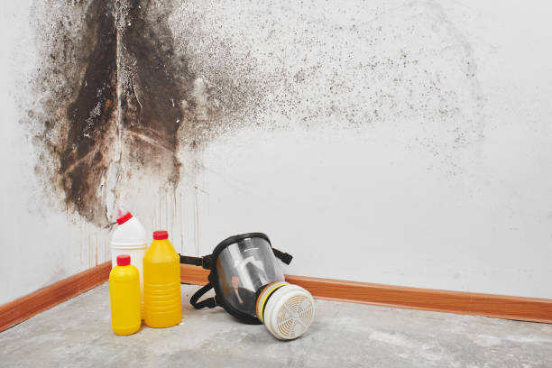 Best Commercial Mold Removal  in Oro Valley, AZ
